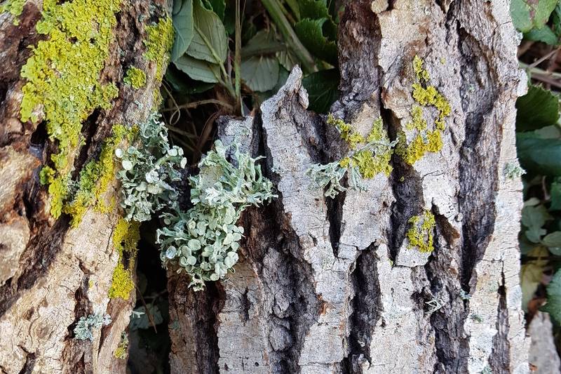 Le voile se lève sur les lichens de la réserve naturelle