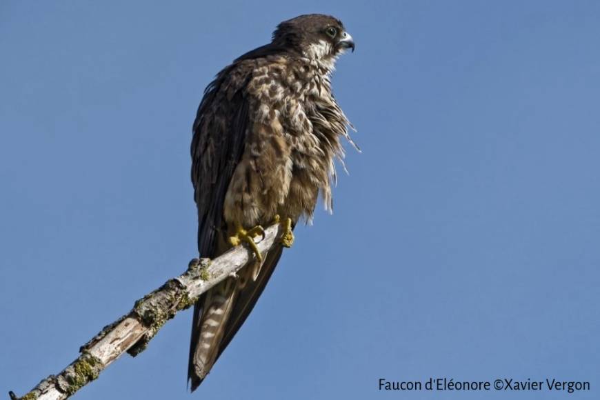 Une nouvelle espèce d’oiseau observée dans la Réserve naturelle de l’estuaire de la Seine et en Normandie : le Faucon d’Eléonore