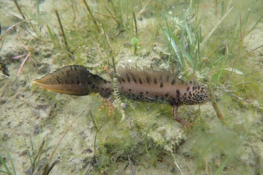 Un petit dragon caché dans les mares de la réserve ?