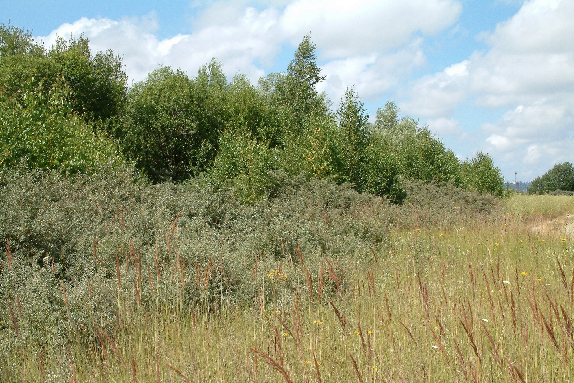 Les marais non endigués - Maison de l'Estuaire