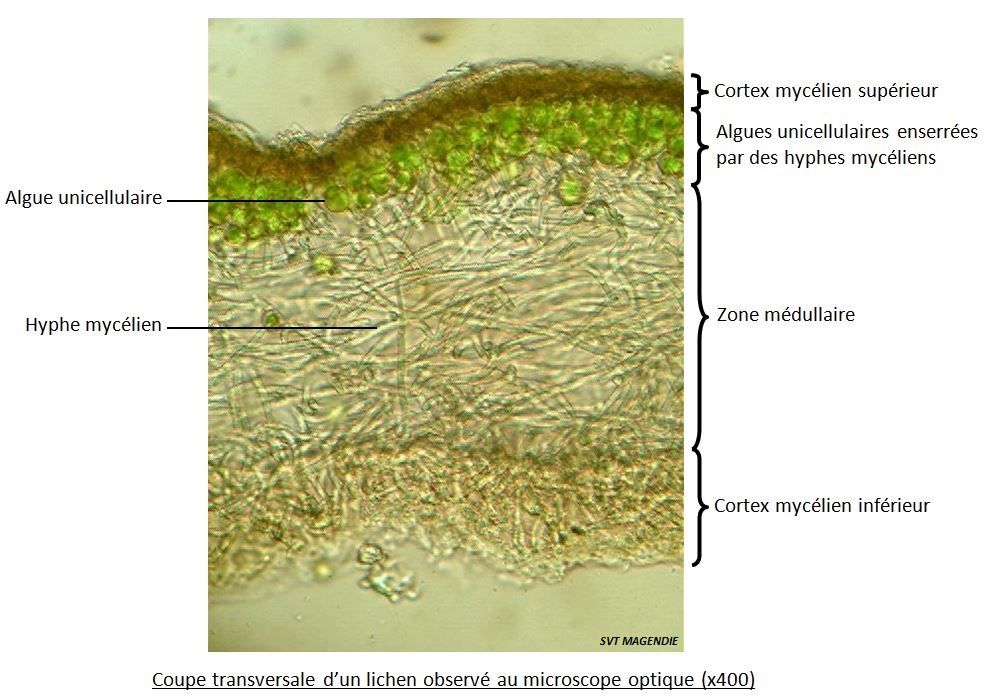 Coupe transversale d'un thalle de lichen