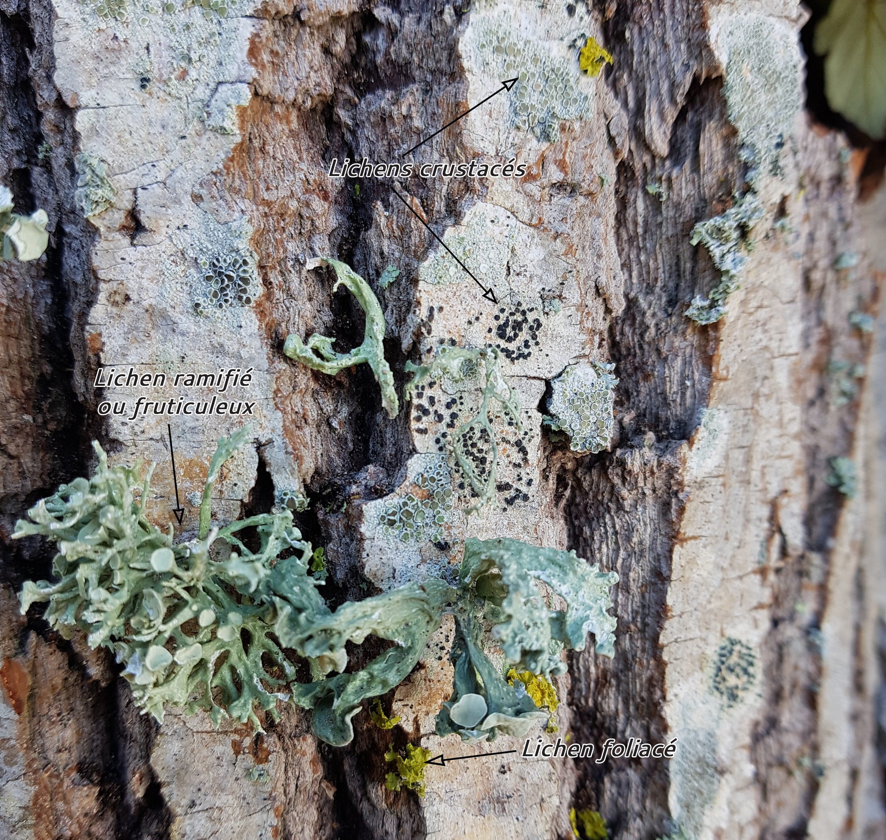 Différentes formes de lichens ©Maison de l'Estuaire