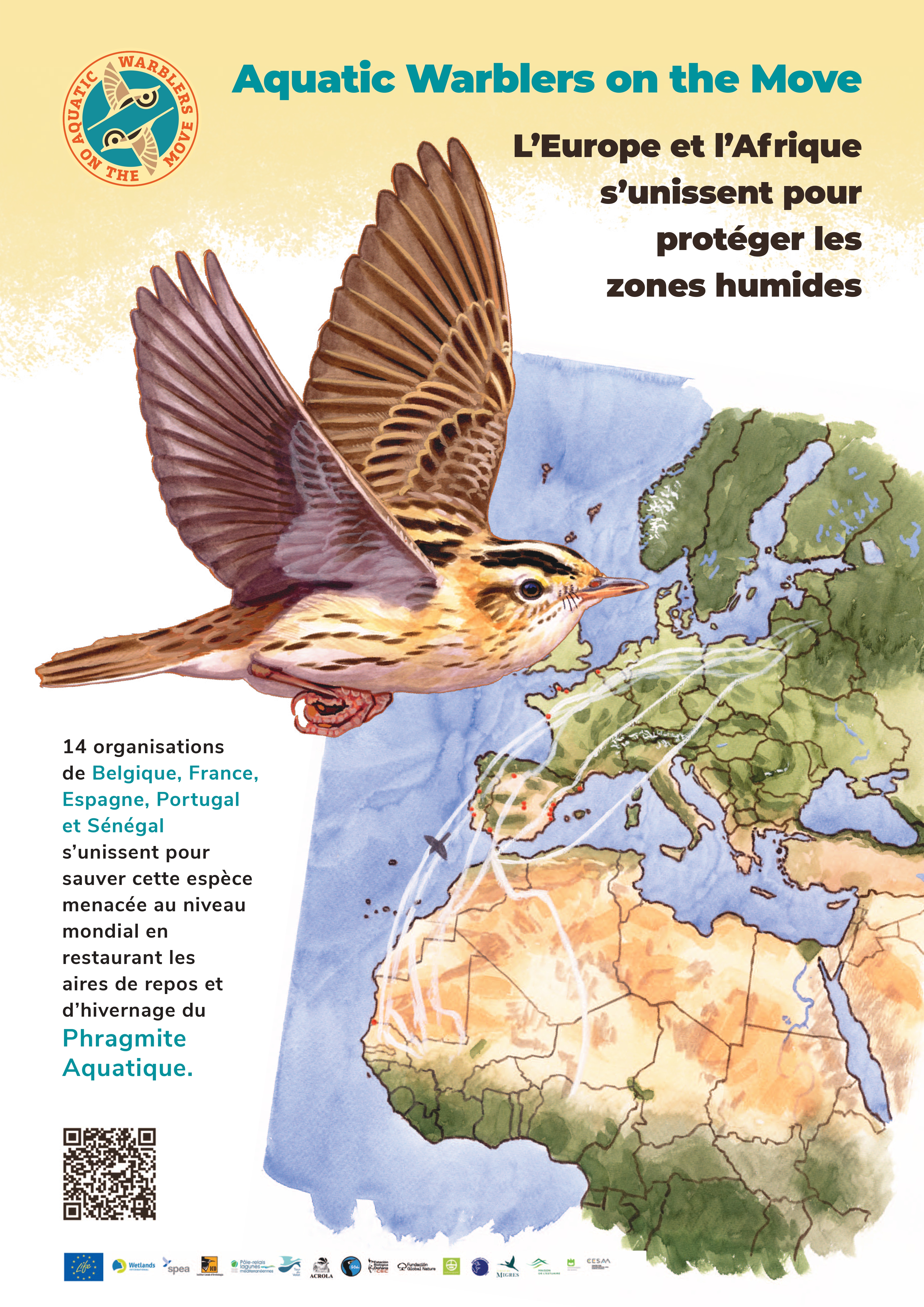 Lancement du projet européen LIFE AWOM en faveur du Phragmite aquatique ...