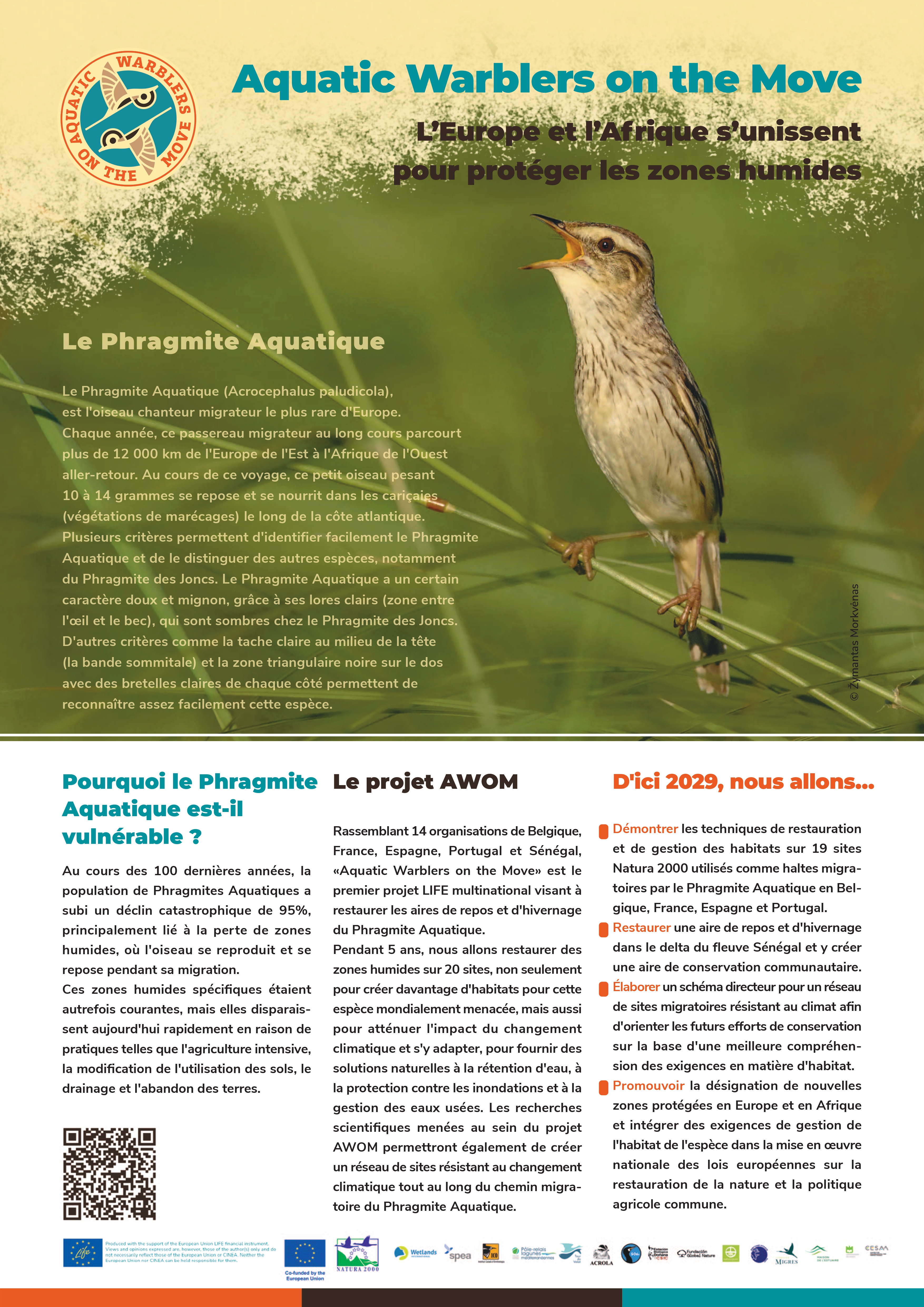 Lancement du projet européen LIFE AWOM en faveur du Phragmite aquatique ...