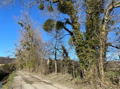La haie avant les travaux