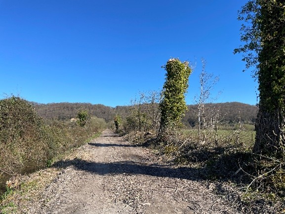 La haie apr&egrave;s les travaux